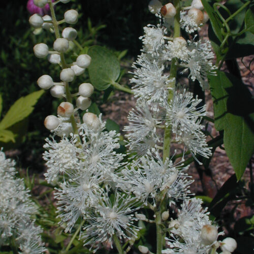 Black Cohosh