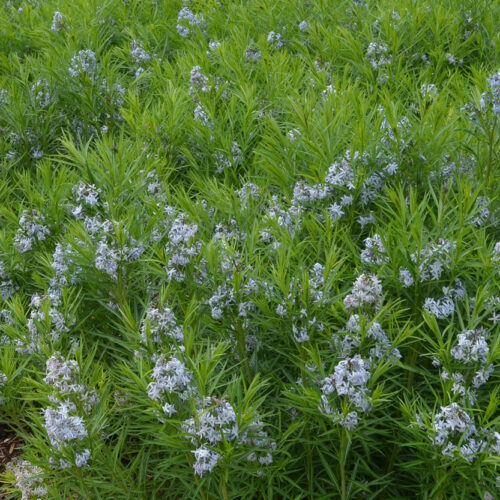 Arkansas Bluestar