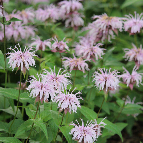 Bradbury’s Bee Balm