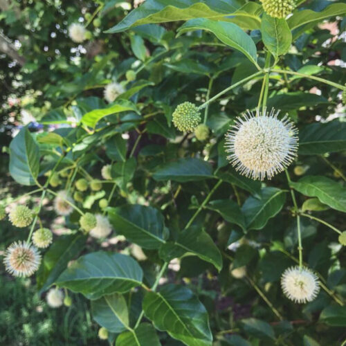 Buttonbush