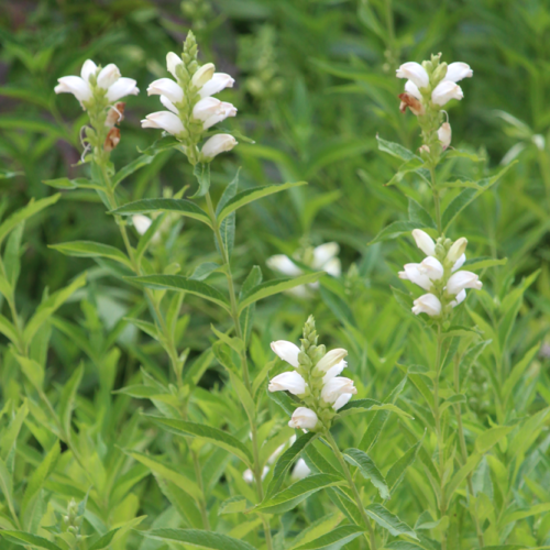 White Turtlehead