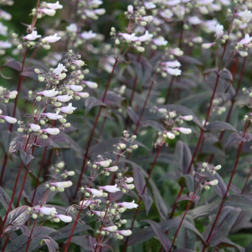 Penstemon ‘Dark Towers’