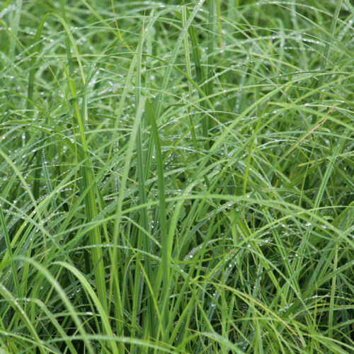 Emory’s Sedge