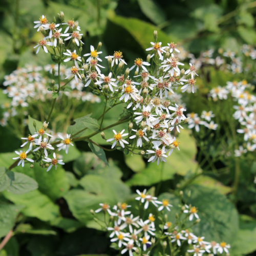 Big-Leaved Aster