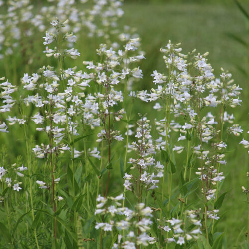 Foxglove Beardtongue