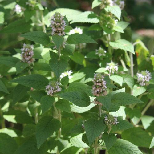 Hairy Wood Mint