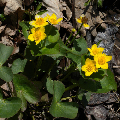 Marsh Marigold