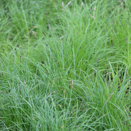 Pennsylvania Sedge