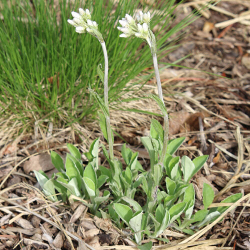 Plantain-Leaved Pussytoes