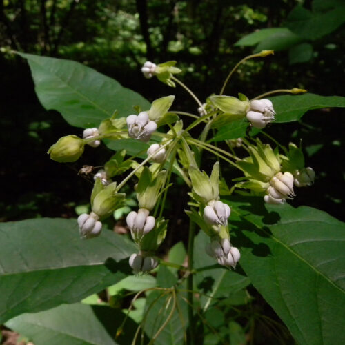 Poke Milkweed