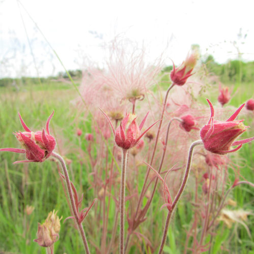 Prairie Smoke