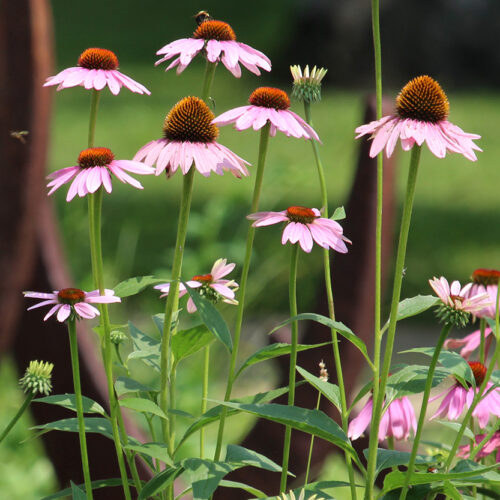 Purple Coneflower