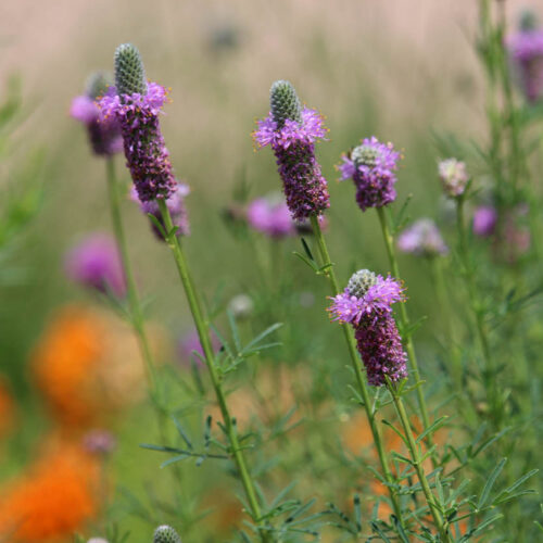 Purple Prairie Clover