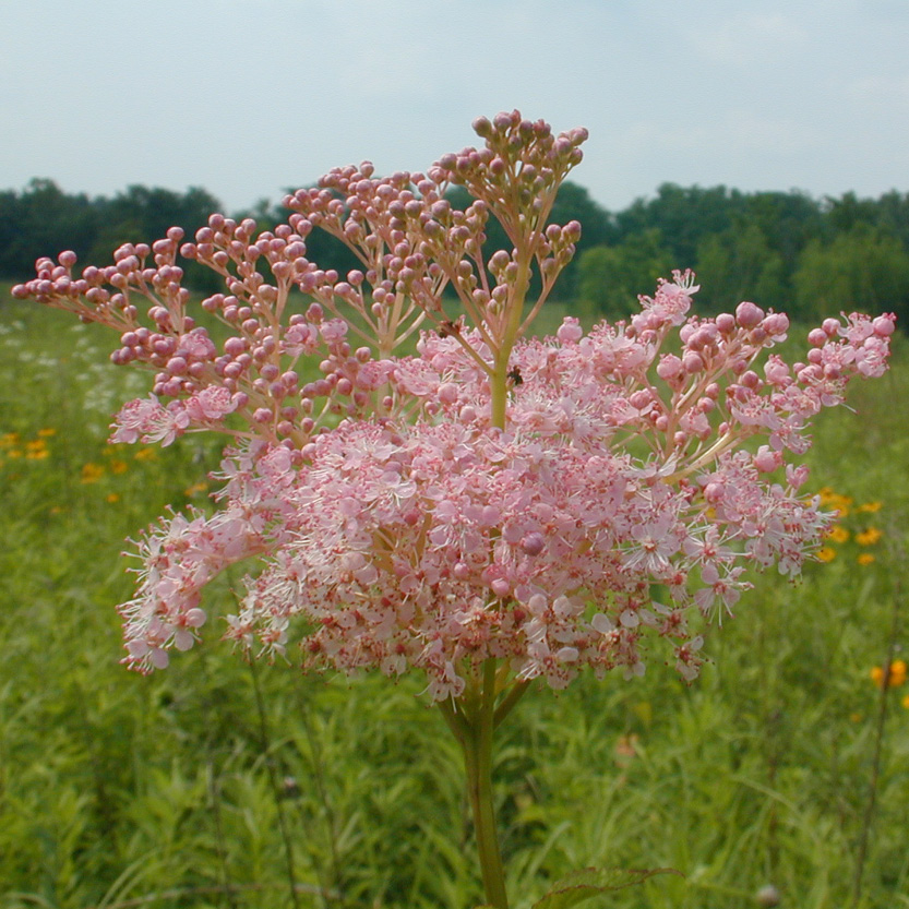 Queen of the Prairie Groundwork Illinois