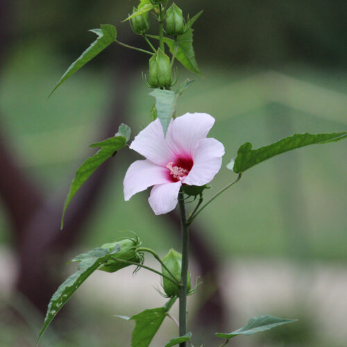 Rose Mallow