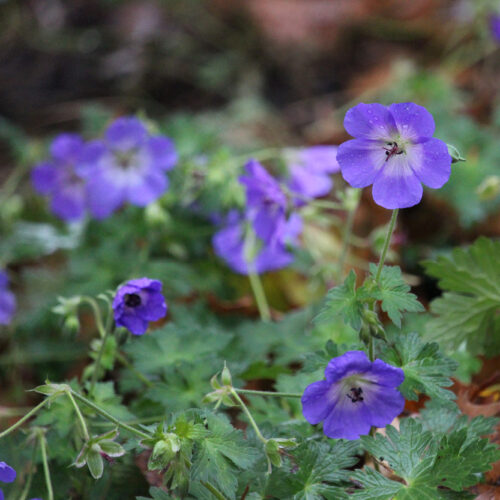 Rozanne Geranium