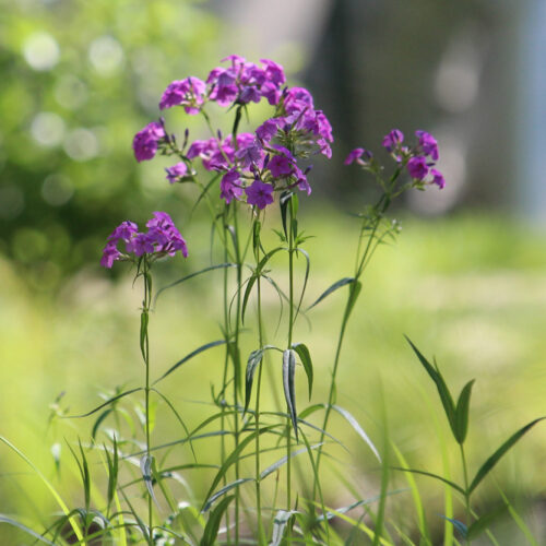 Smooth Phlox