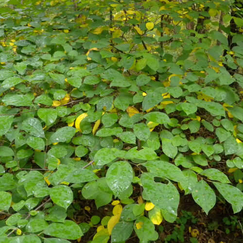 Spicebush