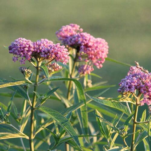 Swamp Milkweed