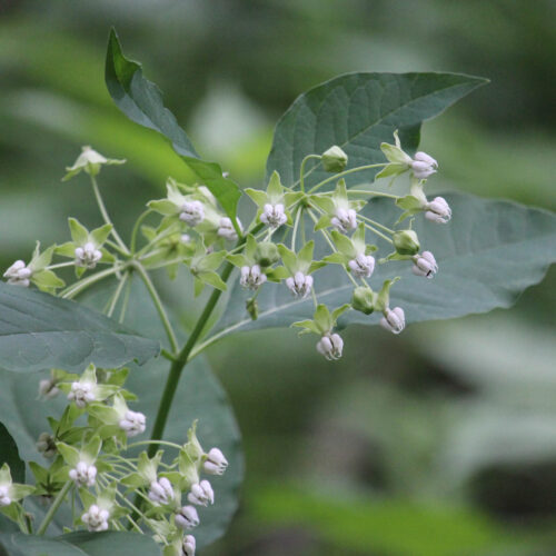 Poke Milkweed