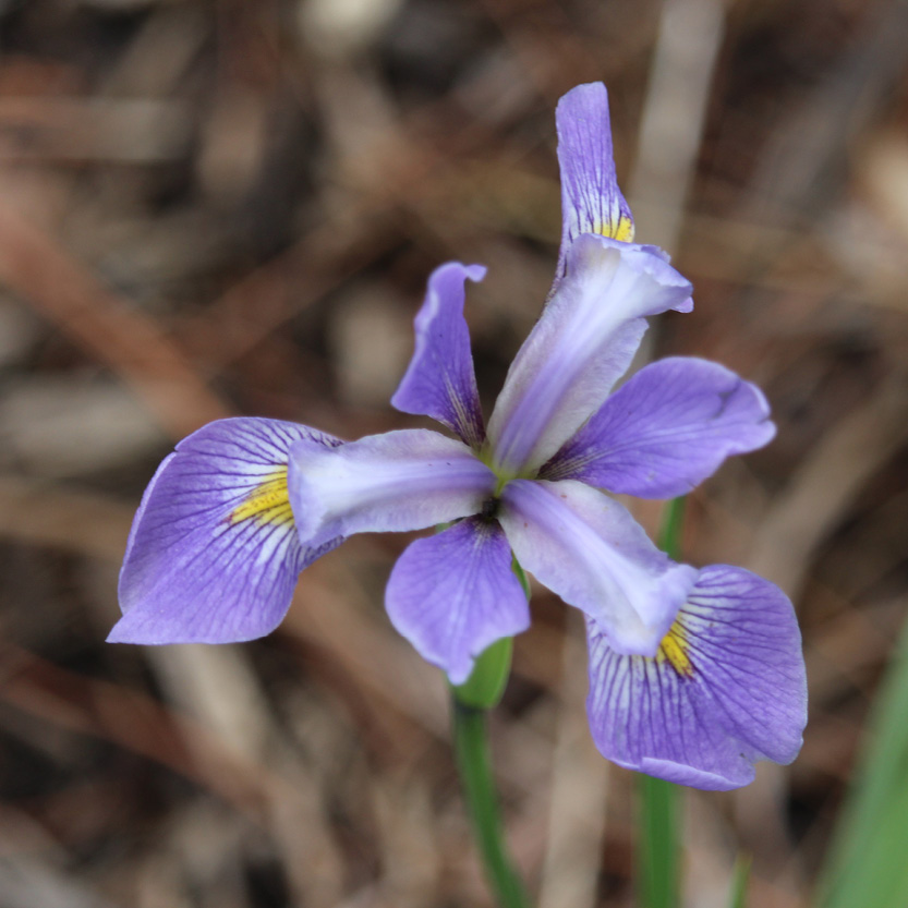Southern Blue Flag Iris