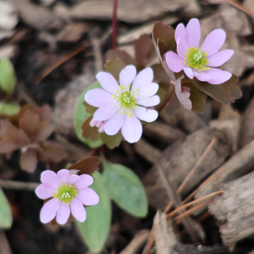 Rue Anemone
