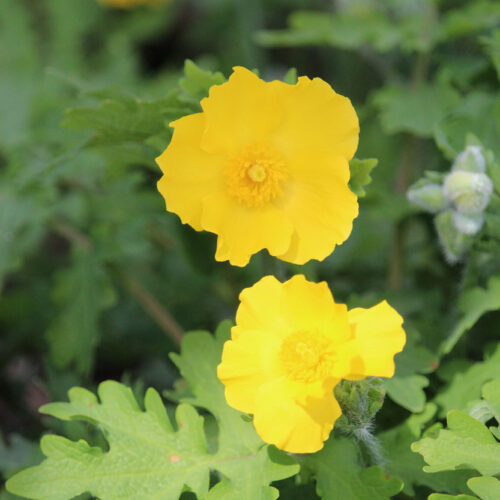 Celandine Poppy