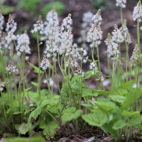 Foamflower