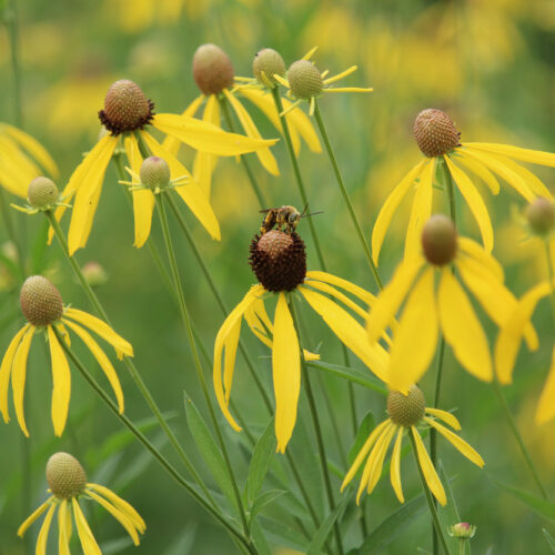 Grey-Headed Coneflower