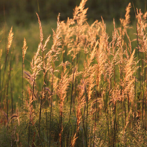 Indian Grass