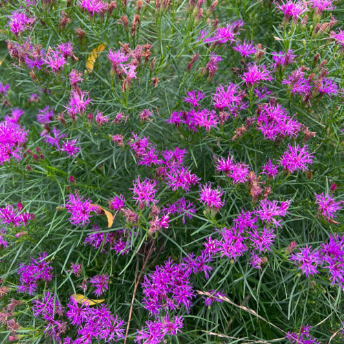 Ironweed ‘Iron Butterfly’