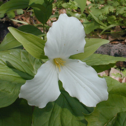 Large-Flowered Trillium