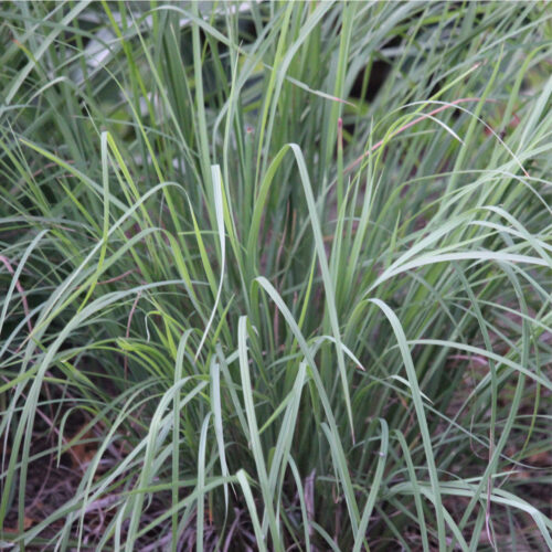 Little Bluestem