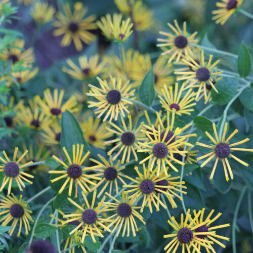 Sweet Coneflower ‘Little Henry’