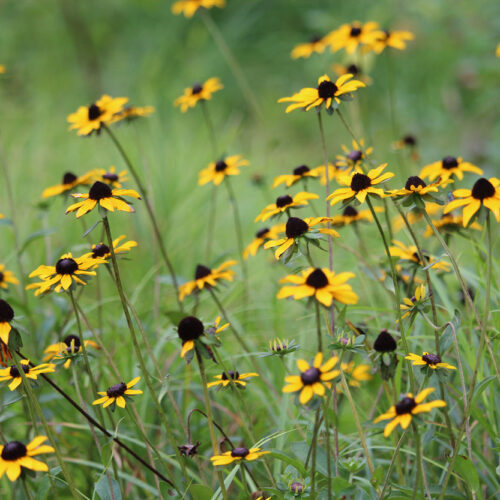 Orange Coneflower