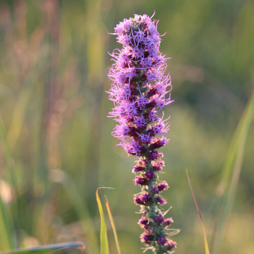 Prairie Blazing Star