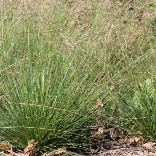 Prairie Dropseed