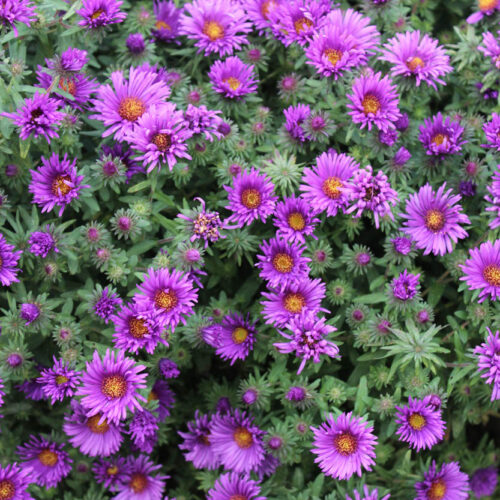 New England Aster ‘Purple Dome’