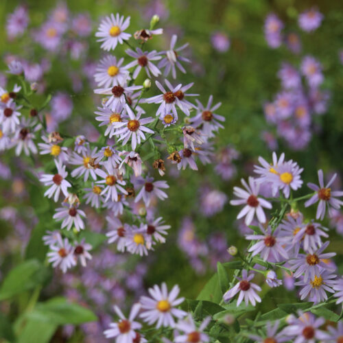 Smooth Blue Aster