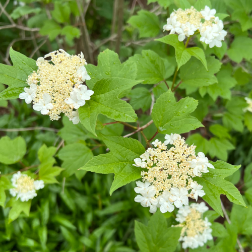 Mapleleaf Viburnum