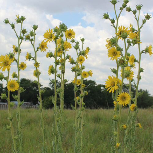 Compass Plant