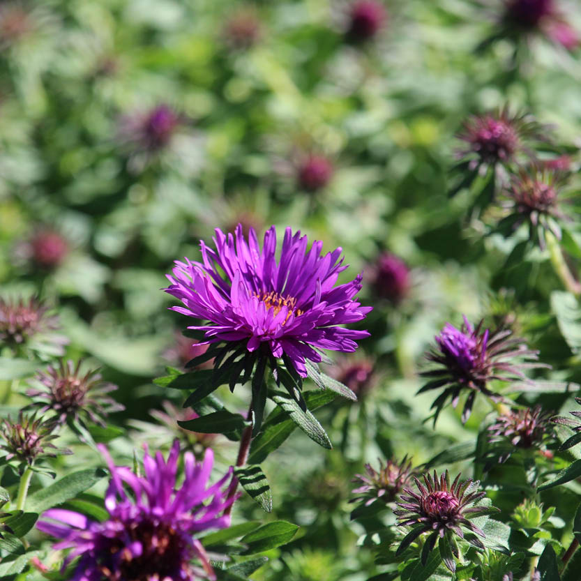 New England Aster 'Purple Dome' - Groundwork Illinois