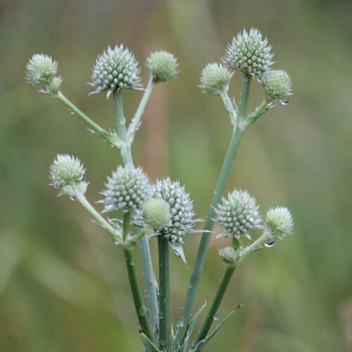 Rattlesnake Master