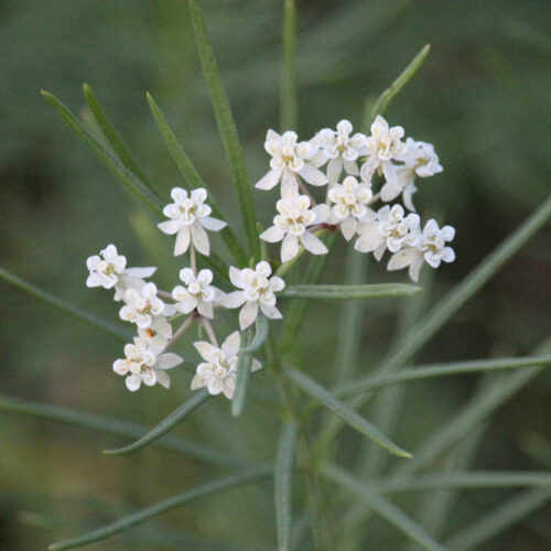 Whorled Milkweed