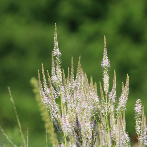 Culver’s Root