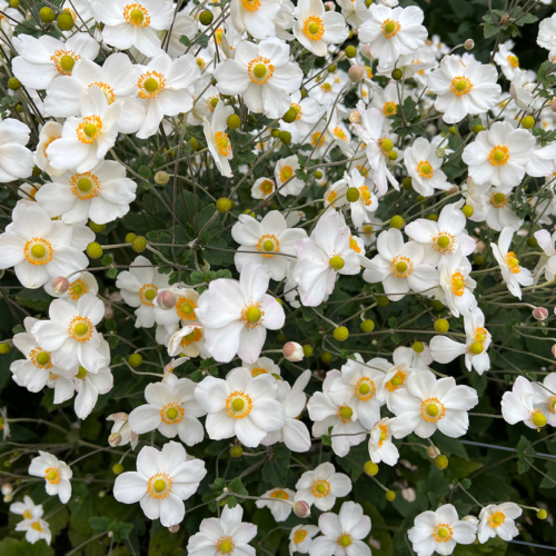 Japanese Anemone