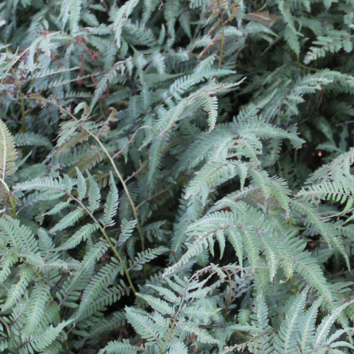 Japanese Painted Fern