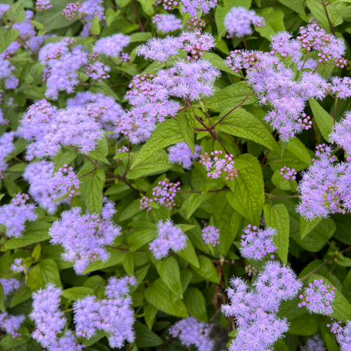 Mistflower