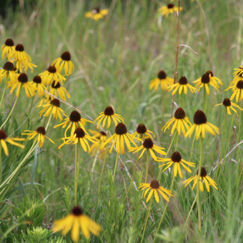 Yellow Coneflower