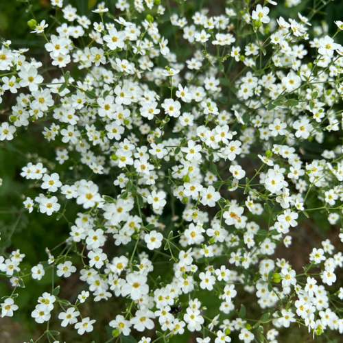 Flowering Spurge